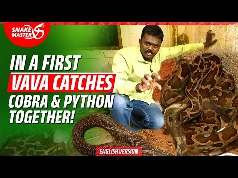 EP 166 | Cobra, Python in a fierce clash! Vava catches the deadly duo together from the same house
