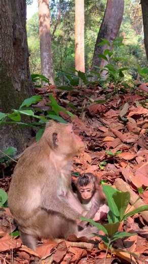 #monkey #babymonkey #animallovers