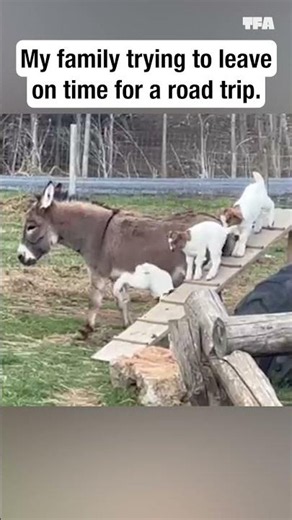 These goats need to get it together. 😆🐐 #animals #shorts #funny