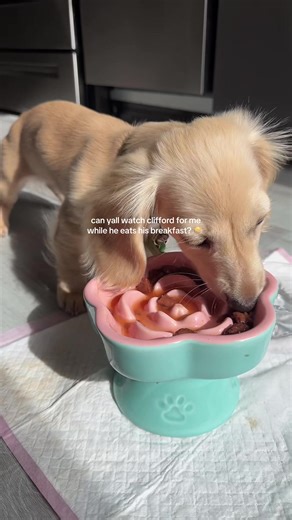 Clifford’s Breakfast Club: Watch Him Enjoy His Meal!
