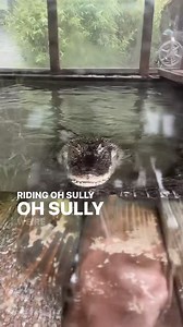 Alligator Education • Part 3 of 4 We have been getting all kinds of comments lately about our alligators, so we're going to take this opportunity to drop some knowledge. Today we talk about being chased by an alligator, and why that is a highly unlikely scenario, as well as why their body functions do not operate in the manner to allow them to give chase for an extended period of time. #amazinganimals #gators #alligator #keystonespecies #rescueanimals | Because We Matter
