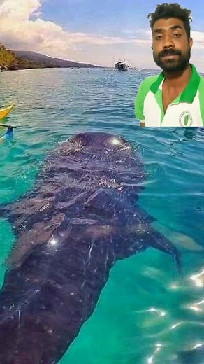 17K views · 115 reactions | SCARY! Giant Shark Attacks Boats Full of...