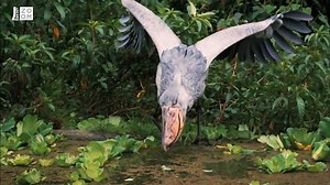 103K views · 1.1K reactions | Obří pták ukousne kořisti hlavu. Podívejte se na lovce krokodýlů a hadů v akci ➡️ zoom.iprima.cz/priroda/ptak-ukousne-hlavu-457225 Zázraky Afriky: Noc a den na Prima ZOOM a prima+ | Prima ZOOM | Facebook