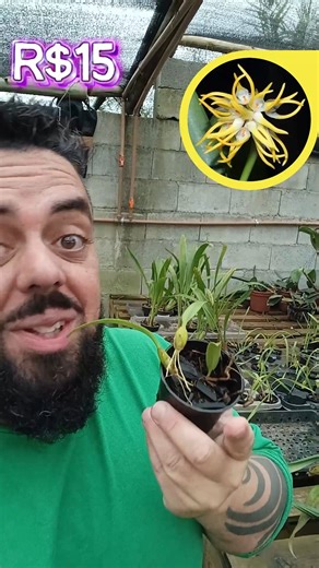 clique nesse link para acessar o site e comprar: https://maisorquideas.com.br/desconto-do-dia/?sort_by=price-ascending Prepare o carrinho, orquidófilo! 🎉 Esta é a sua chance única de adquirir orquídeas lindas e saudáveis por um preço inacreditável, a partir de R$10,00! É uma Queima de Estoque Relâmpago e as espécies mais procuradas estão voando. Não perca a oportunidade de aumentar sua coleção e ter flores exuberantes sem gastar muito. 🌸✨ Neste vídeo rápido, mostramos a qualidade das nossas or