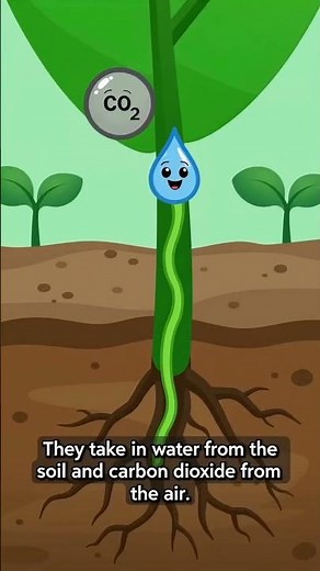 How Plants Make Food? | Photosynthesis Process Explained For Kids #science