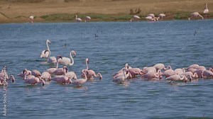 Lesser Flamingo and Greater flamingo in bird Sanctuary, Walvis Bay Namibia