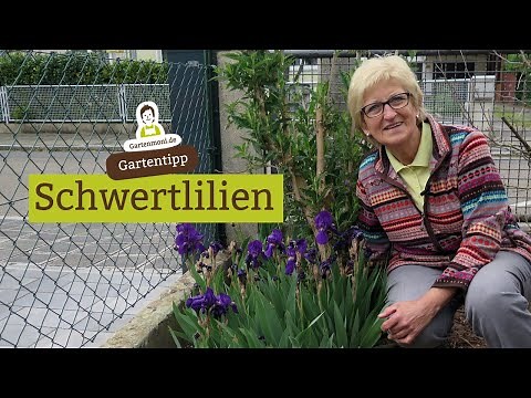 Irises - location, care and propagation