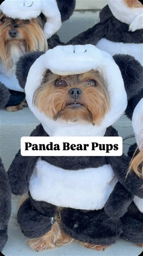 7.7K views · 1.9K reactions | Yorkies in disguise, panda bears fun-size  31 Days of Halloween: Day 2, Panda Bears! | The Utah Yorkies | Facebook