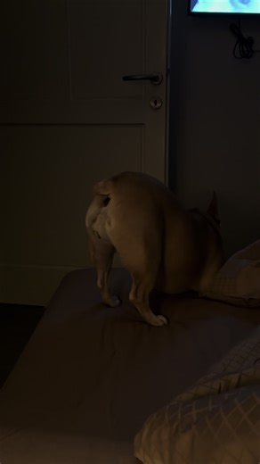 Вечерняя рутина 🤣 #пов #французскийбульдог