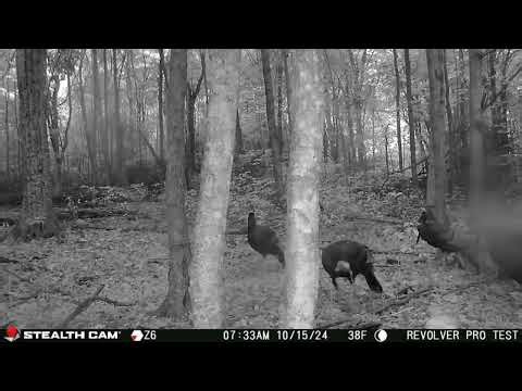 Unlimited Outdoor Monitoring with a 360° Panoramic Game Camera