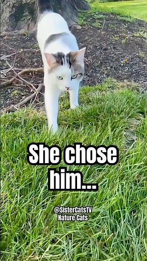 She Came Closer… | Nature Cats S1 E9 | Sister Cats TV
