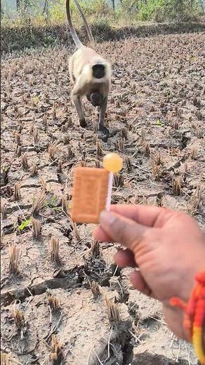 Hungry Langur Monkey with Baby Comes Close for Food | Amazing Wildlife Moment