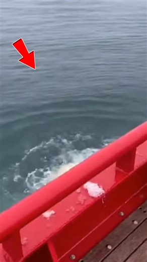 Dino Battles Unleashed: Explore Prehistoric Fauna