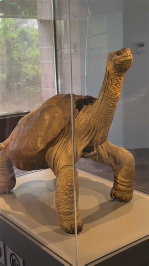 The Most Famous Tortoise in the World 🐢🌎 lonesome George