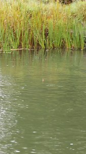 5.9K views · 29K reactions | Bobber…. DOWN! The absolute best part about fishing king salmon! Come join in on the fun as the season is reaching its peak! Only a few weeks left to experience a day on the river with me. Call/text Thane (231)492-2830 to book your charter! #fishluckycharters #lamiglas #pautzke #kingsalmon #trout #puremichigan #manisteeriver #dancopliers #fishing #outdoors #bobberdown | Thane Herbert | Facebook