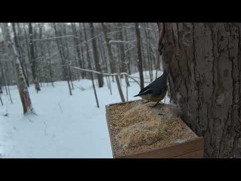 Red-breasted Nuthatch at Winter Feeder | Nicolet National Forest | jj's jungle