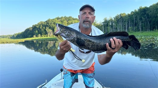 After 20 years, killer, invasive snakehead fish haven't devoured the competition