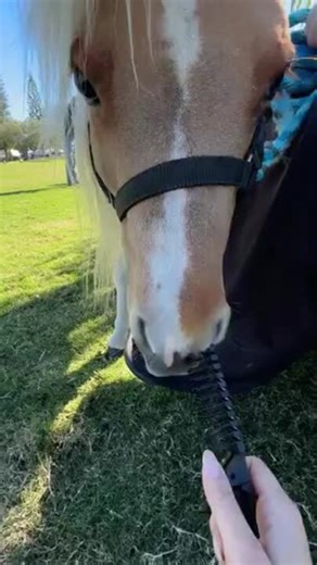 Showbag guide: What’s inside every bag at the Gold Coast Show