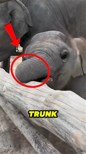 If you ever see a baby elephant fall… this might be why 🐘😳