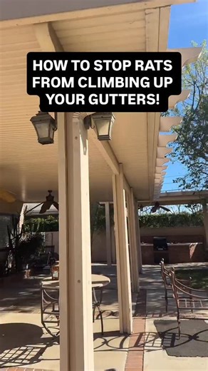 ULTIMATE way on how to stop rats from climbing up your gutters! Coming soon… | Rodent Stoppers