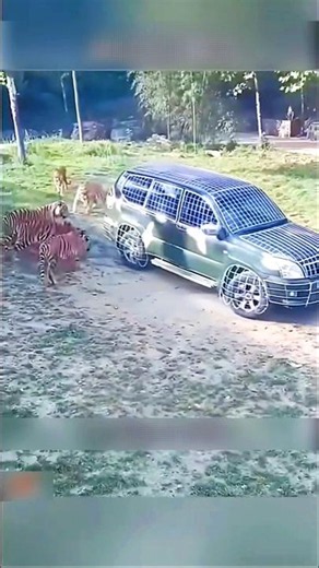 क्या ये मुर्गी सच में चीतों से तेज़ थी / Was this chicken really faster than cheetahs / #shorts