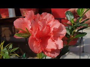 Azaleas Care and Propagation || Fun Gardening