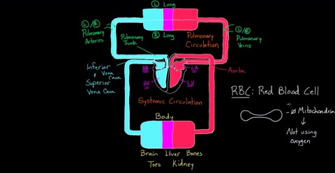 Two circulations in the body