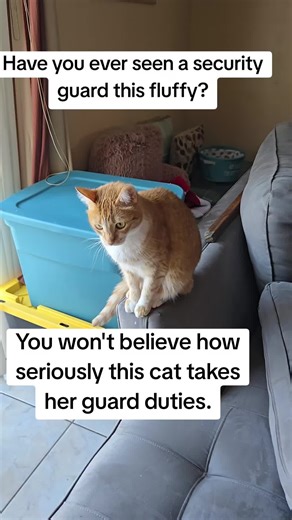 You won't believe how seriously this cat takes her guard duties. #security #funnypets #funnycat #protection
