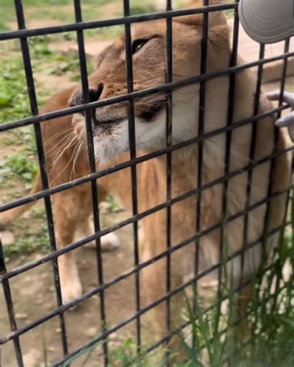 ノースサファリサッポロ【公式】 | 🐾 甘えん坊なメスライオン「アンジー」🦁 まるで大きなネコちゃんみたいに甘えてきます♡ しかもとっても美人さん✨ 近くで見るとその迫力と美しさにドキッとしますよ…！ #ライオン #メスライオン #甘えん坊ライオン #大型ネコ科 #Lion #BeautifulLioness... | Instagram