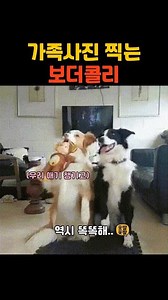 가족사진 직는 보더콜리 #shorts #유머 #짤 #코믹 #동물 #개그 #funny #재밌는영상 #웃긴영상 #웃긴짤 #강아지 #보더콜리 #사진 #가족