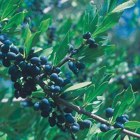 New Mexico Privet For Sale | Desert Olive | High Country Gardens