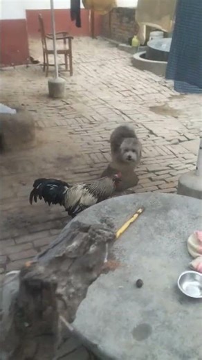 fight of Lhasa Apso and Cock. back to back......