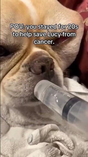 #animalrescue #animallovers #petcareprovider #dogrescue #helpdogs #petcare #petcareprovider