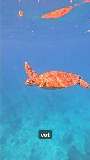 Racing to Save the Green Sea Turtle | Endangered Wildlife Documentary 4K