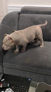 American bully love | Gavrilescu Big Dogs Romania