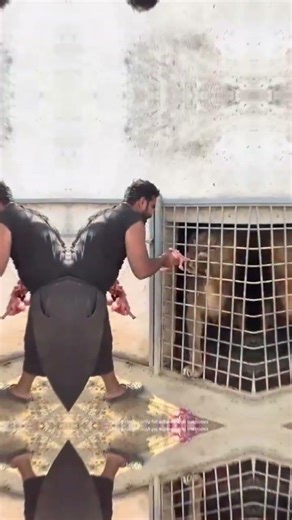Daredevil Act: Feeding a Lion Inside Its Cage 😱🔥 #Lion #Dangerous #Wildlife #Fearless #LionFeeding