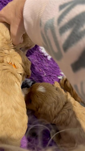 4 weeks old today, first taste of some food🐶🥰 | Kelly's Cavapoos/Cockapoos