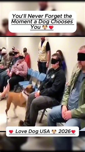 Heartwarming Dog Adoption Stories from Shelters