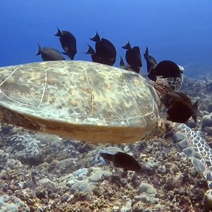 Sea Turtle and Its Cleaning Crew 🐢 Watch this amazing sea turtle as it gracefully swims while being cleaned by a group of fish. This fascinating symbiotic relationship highlights the beauty and balance of marine life. #SeaTurtle #MarineLife #UnderwaterWorld #OceanLife #NatureLovers #Symbiosis #ScubaDiving #Snorkeling #AquaticLife #Wildlife #EcoFriendly #UnderwaterPhotography #NaturePhotography #MarineAdventure #turtles | Scuba Diving