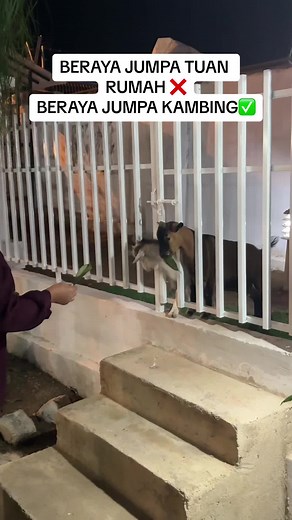 Beraya Jemput Staf dan Famili ke Rumah dengan Kambing Pygmy Viral