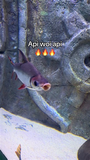 Apiwoiapi 🔥 #GreenCreator #dulich #VinWonders #tourkhamphathuycungphuquoc #api cá này có trong thuỷ cung phú quốc nè đi xem nhe