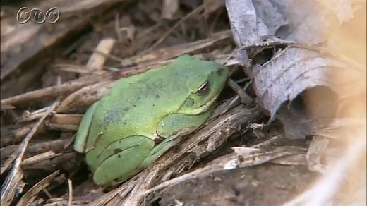 冬の森の生きもの | NHK for School