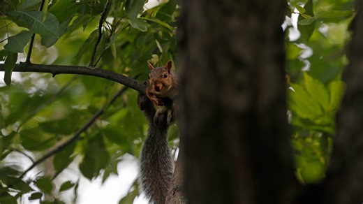 When is hunting season in Ohio? Find out what dates the various seasons begin