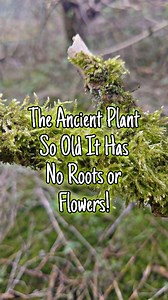 Moss: The Ancient Plant So Old It Has No Roots or Flowers! Moss is one of the oldest plants on Earth, dating back over 400 million years! Unlike most plants, it doesn’t have roots, flowers, or seeds—yet it has survived for millions of years, thriving in forests, rocks, and even extreme environments. So how does it grow and spread without the things most plants rely on? In this short video, discover the ancient secrets of moss, how it absorbs water, and why it’s essential for ecosystems. A must-w