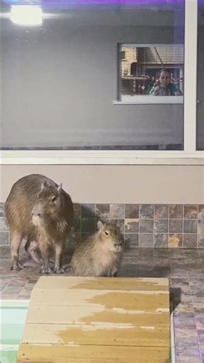 Capybara Mom Barbie & Baby’s Cutest Poolside AWW Moment Ever 🦫💦
