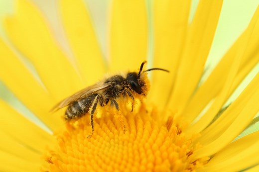 Pollinator populations are falling, here's what that means for our health and economies