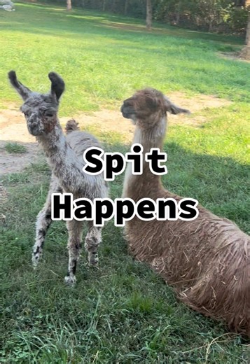 Auntie Aspen's Baby Llama Adventures
