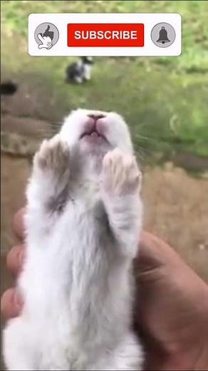 Have you ever seen rabbit screaming like this?