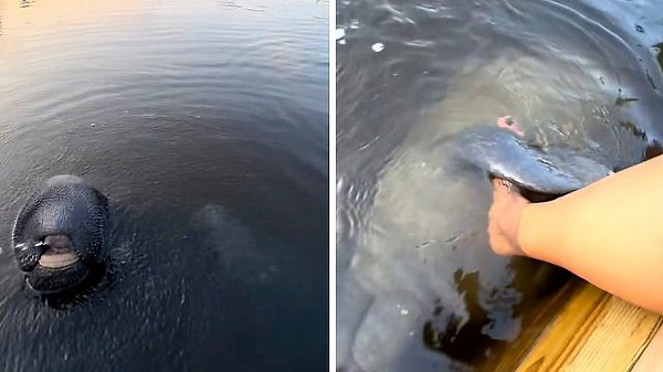 Tender moment curious manatee gives swimmer adorable greeting