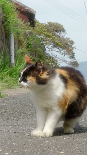 お散歩！〜2026 田代島の猫たち #cat #野良猫 #猫 #猫島